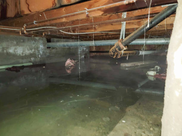 Best Water damage cleanup near me  in Carlyle, IL